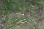 Poverty oatgrass